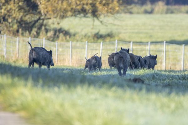 Wildschweine, welche aus Polen, gerade über die Oder gekommen sind. Sie versuchen ein Loch im ASP-Zaun zu finden.