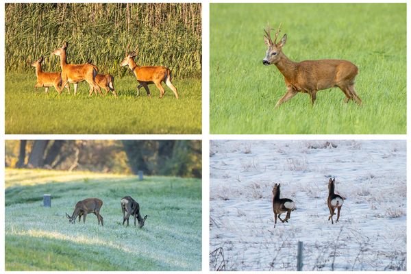 Rehwild im Unteren Odertal
